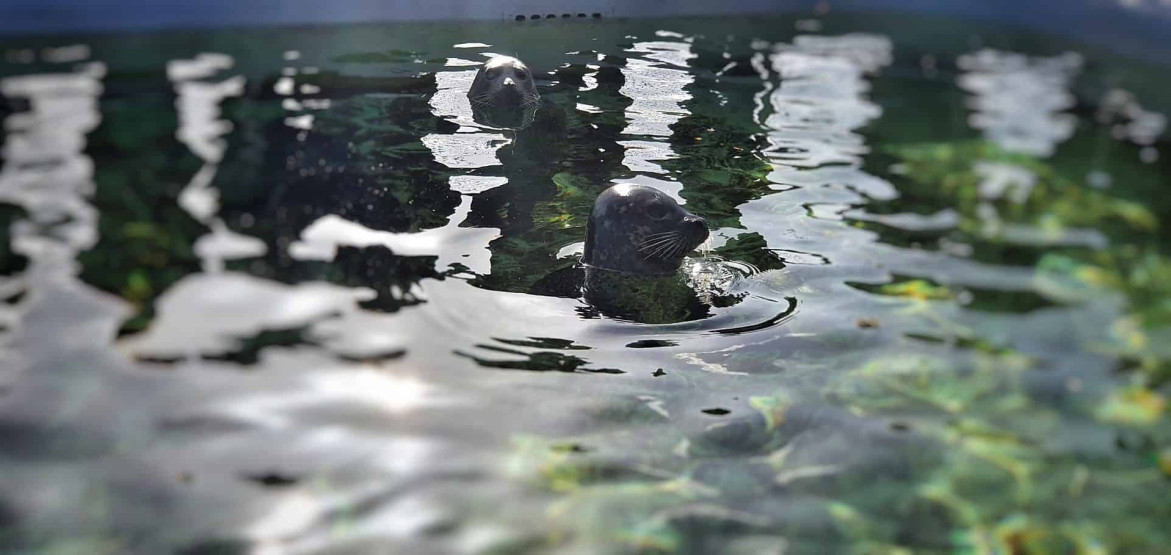 Seal feeding at Ecomare, Seal Sanctuary & Nature Museum on Texel, Netherlands.