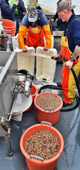 Caught shrimps onboard the shrimp cutter TX10 Emmie at Oudeschild on Texel, Netherlands.