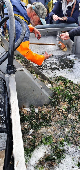 Catch of the day onboard the shrimp cutter TX10 Emmie at Oudeschild on Texel, Netherlands.