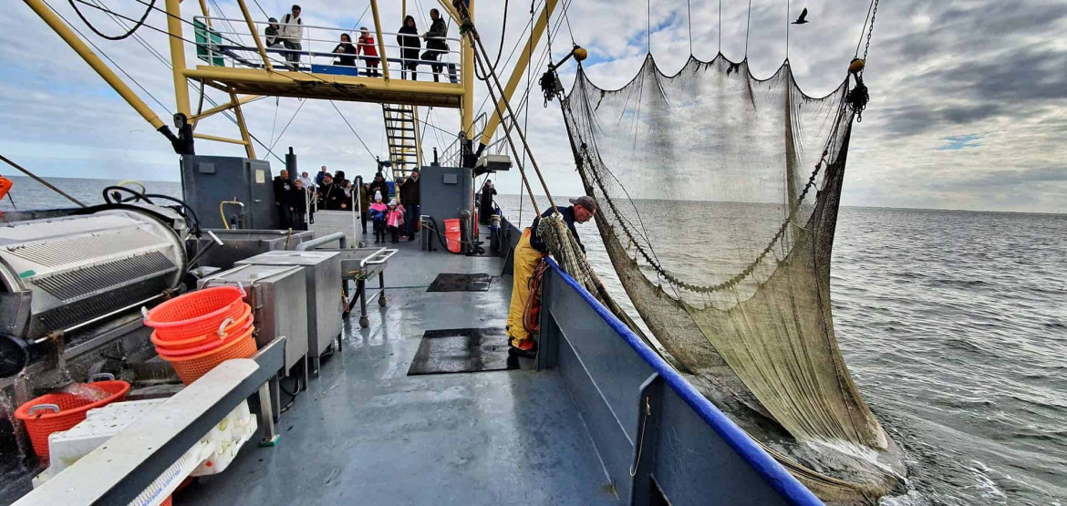 Fishing for shrimps on Texel, Netherlands.