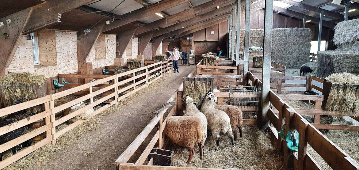 The Texel Sheep Farm, the Schapenboerderij, Netherlands.