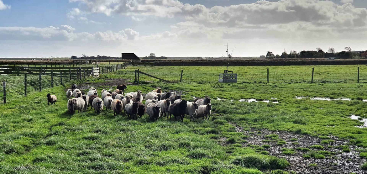 Herding sheep at the Texel Sheep Farm, the Schapenboerderij, Netherlands.