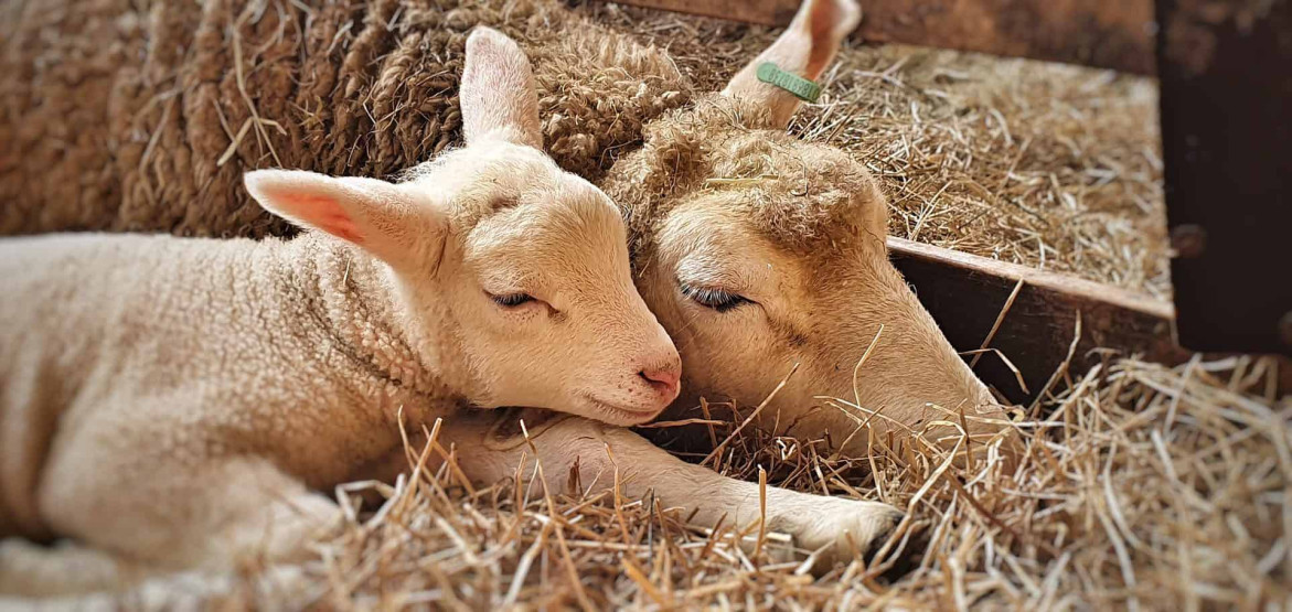 Lamb and mother sheep on the Texel Sheep Farm, the Schapenboerderij, Netherlands.