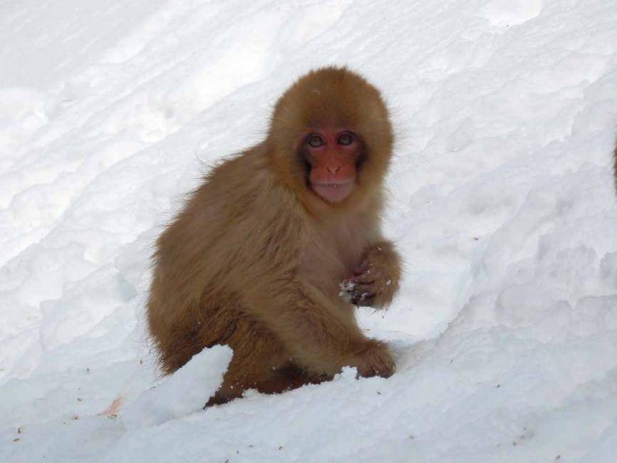 Good Reasons to Visit Japan in the Winter - Travel Dudes