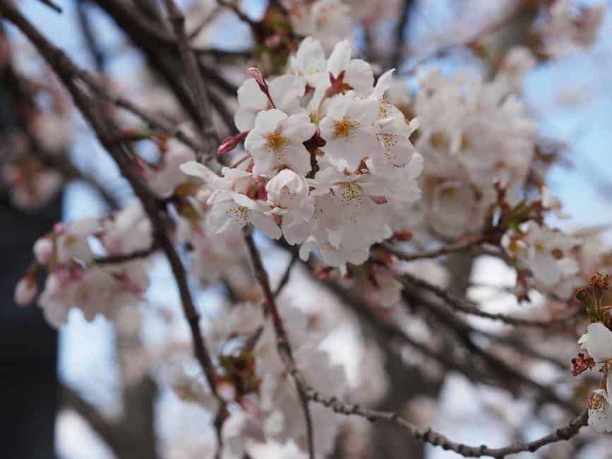 Hanami: Celebration of Cherry Blossoms in Japan - Travel Dudes