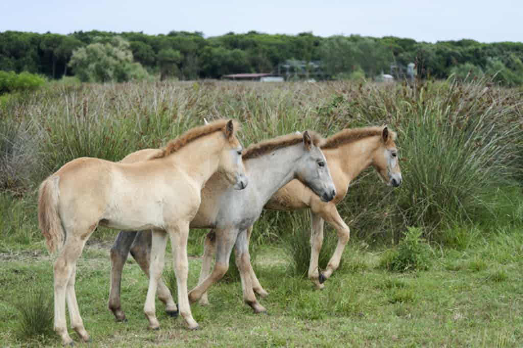 Horses in Emilia Romagna, Italy