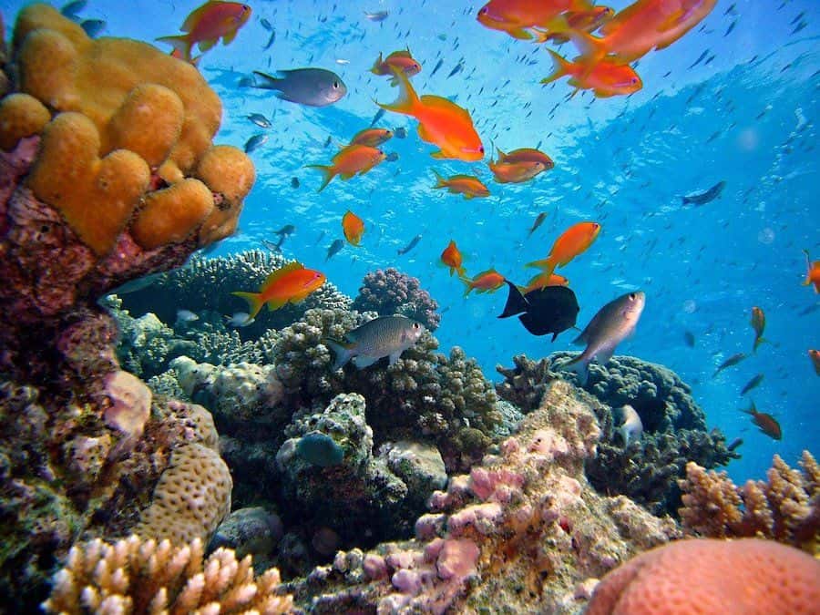 Diving in Maria la Gorda, Cuba