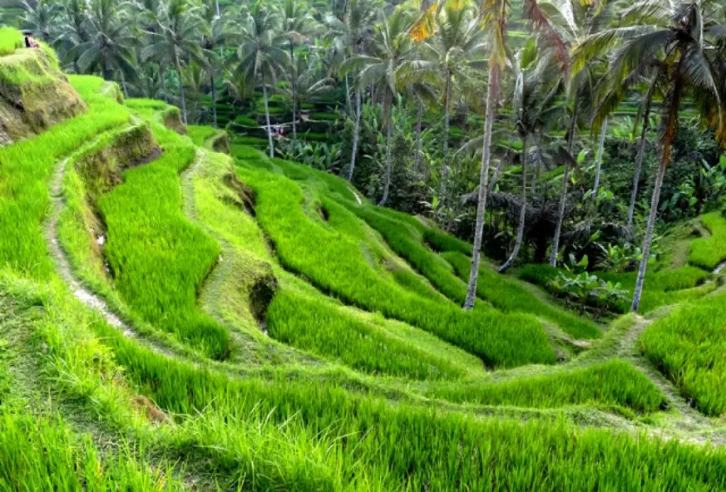 Rice terraces of Tegalalang, Ubud