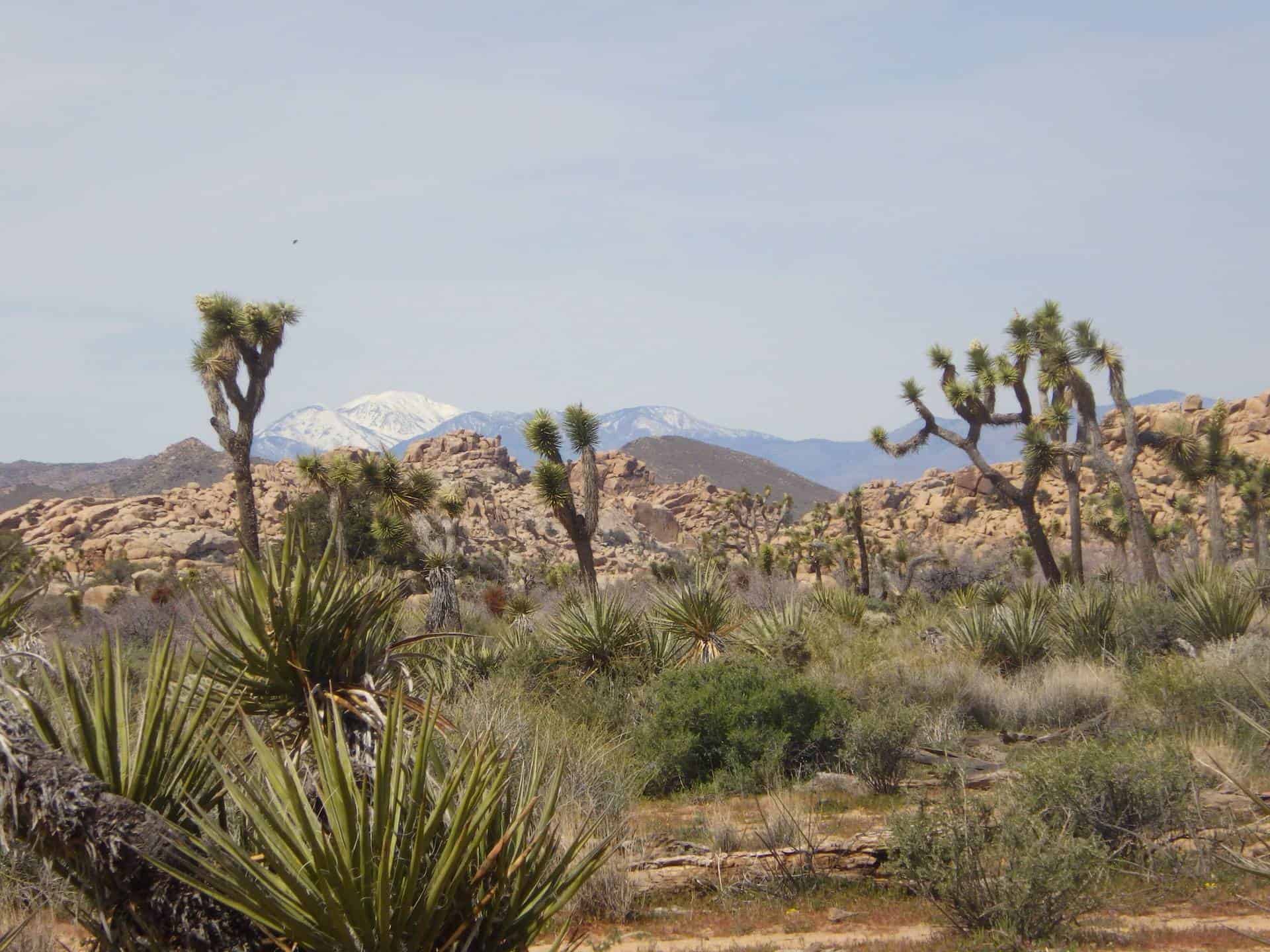 Things to Do in Joshua Tree National Park - Travel Dudes